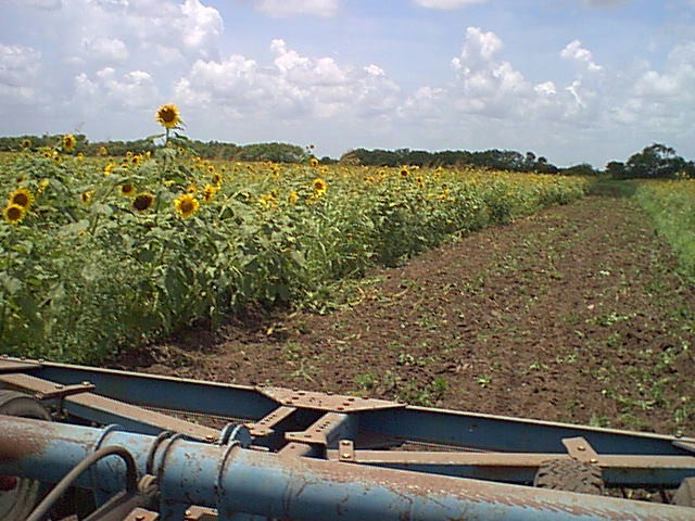 Sunflowers